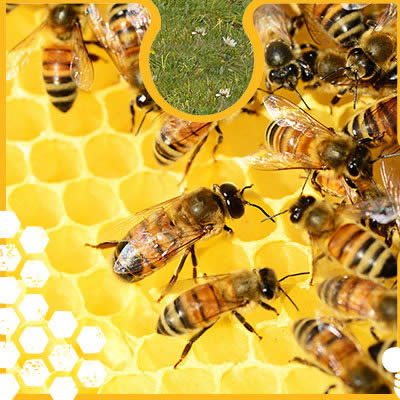 Honing productie van de berg.